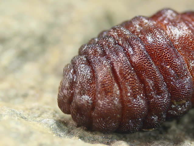 Bot fly larva