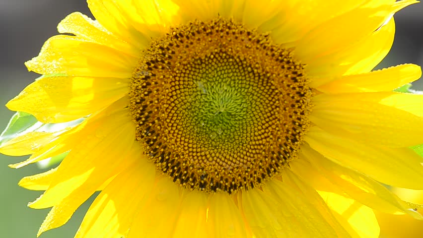 Big sunflower