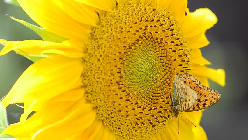 Butterfly and sunflower