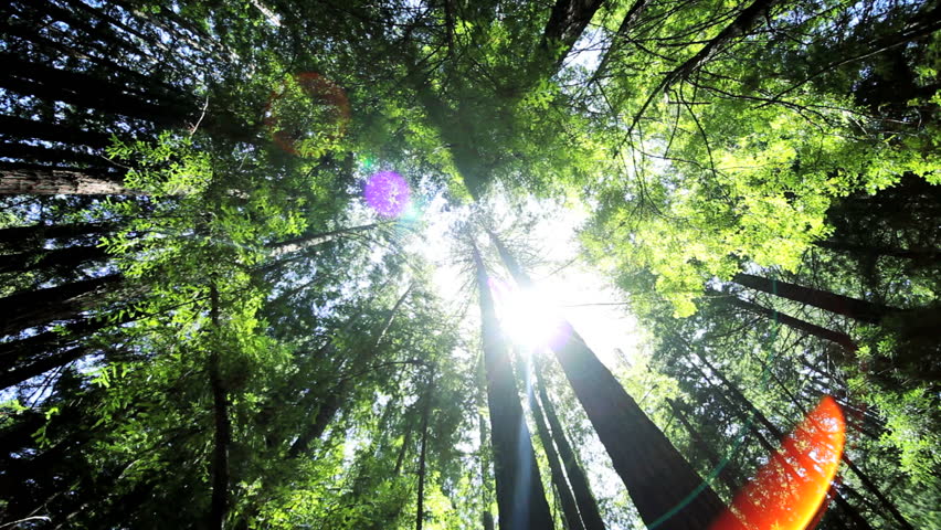 High angle view of giant redwood trees growing in the unpolluted environment of a national park in California, USA
