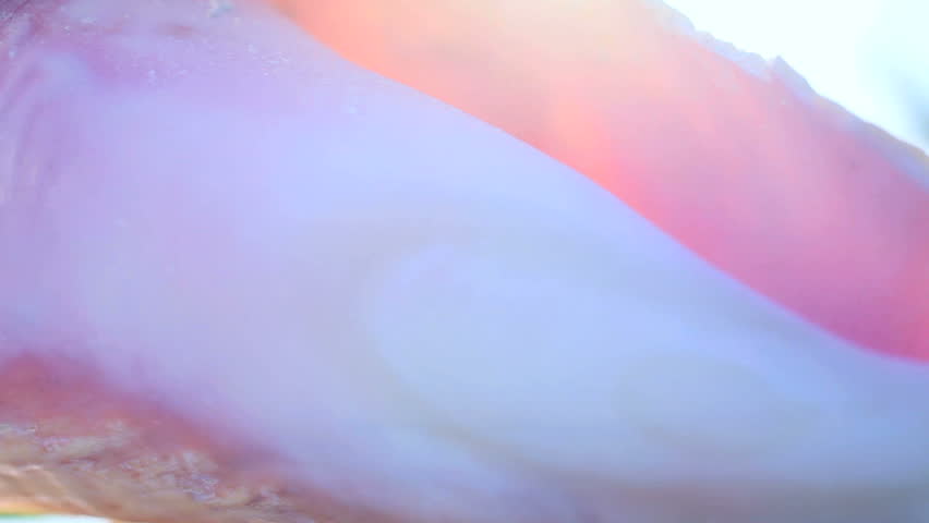 Fragile beauty of a fragment of sea coral washed up on the beach