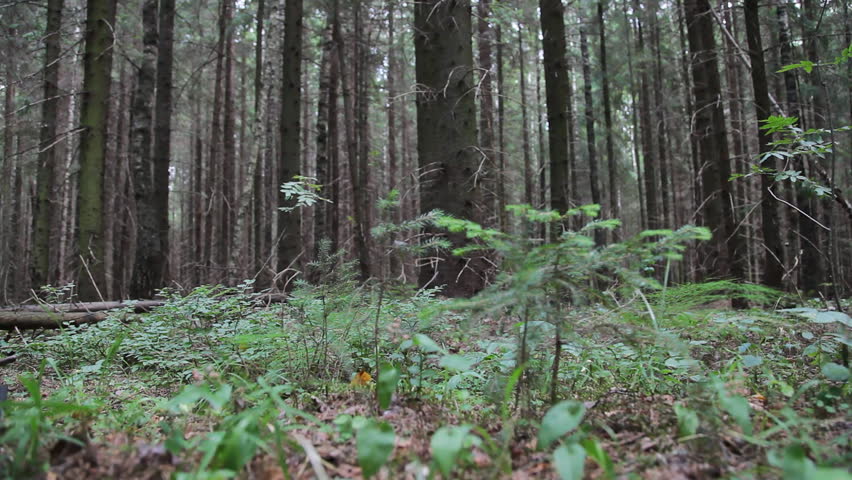 Through the forest. Dolly shot