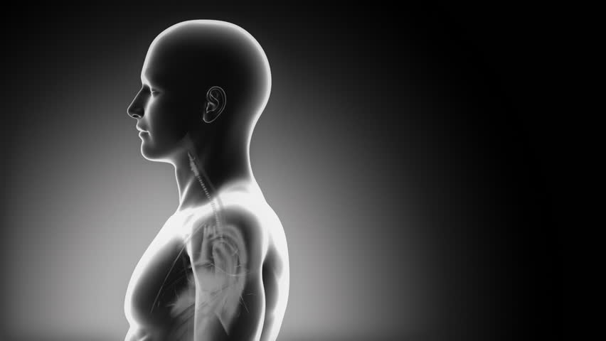 Detailed view - Male THYROID anatomy in x-ray