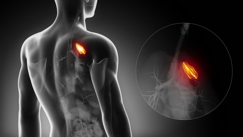 Detailed view - Male THYMUS anatomy in x-ray