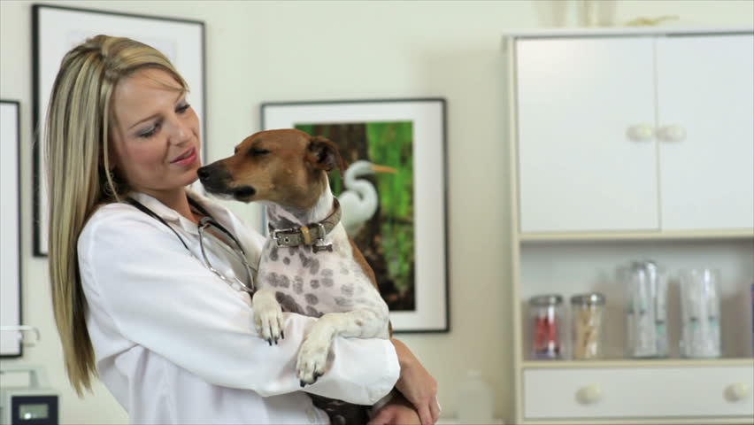 A smiling pretty young veterinarian holds a Jack-Rat Terrier she has just finished giving a checkup. Camera tracks left.