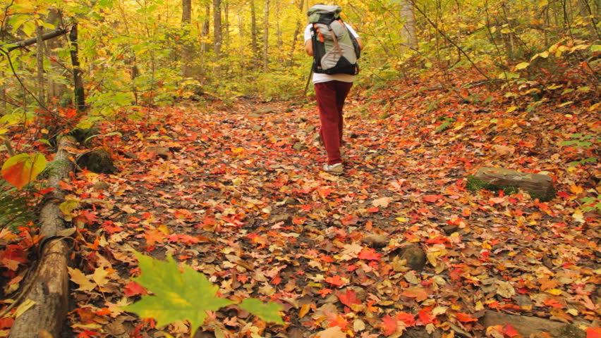 Locked down view of a hiker walking on a forest trail with hundreds of red maple leaves lying on the ground.