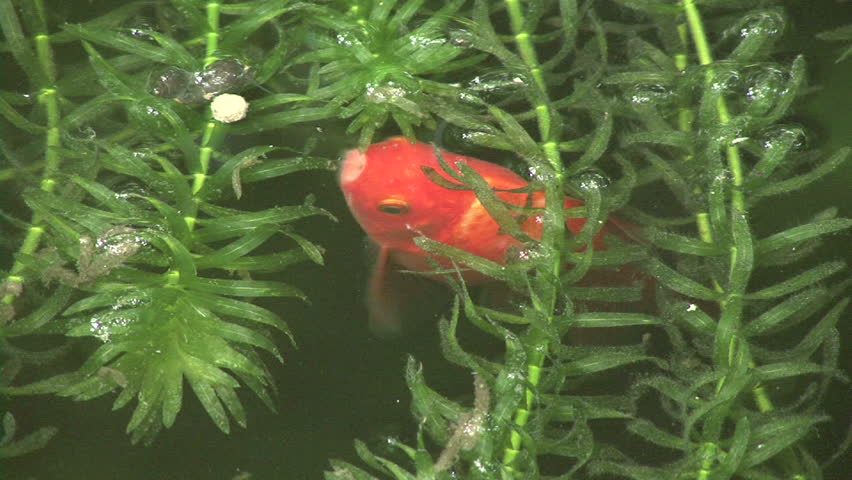Fish eating on surface of water
