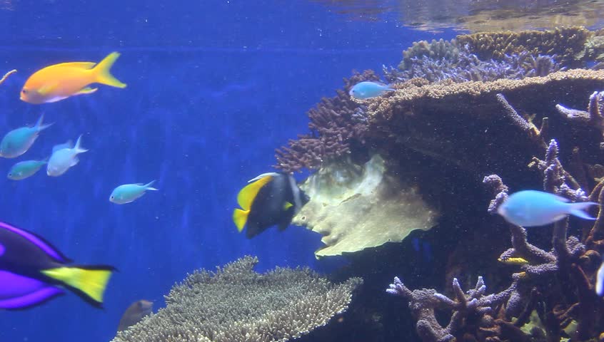 Some tropical fish are swimming in an aquarium.