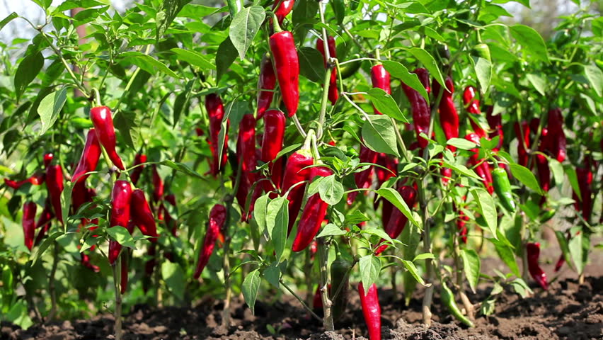 cultivation of red hot pepper