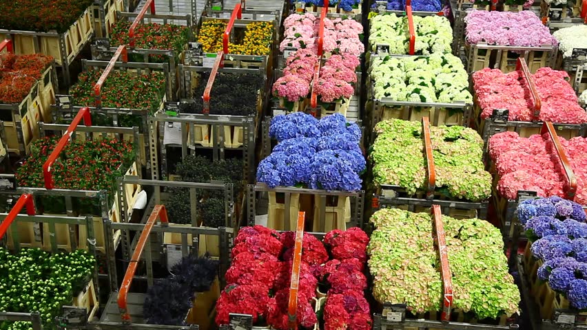 AALSMEER, THE NETHERLANDS-APRIL 27: Flowers being prepped for auction, FloraHolland, April 27, 2011, Aalsmeer, The Netherlands. Aalsmeer Flower Auction is the largest flower auction in the world; Around 20 million flowers are sold here daily.