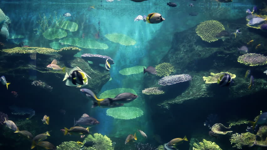 Colorful and curious looking fishes of giant aquarium