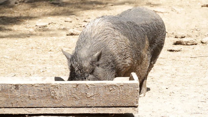 happy piggy eating