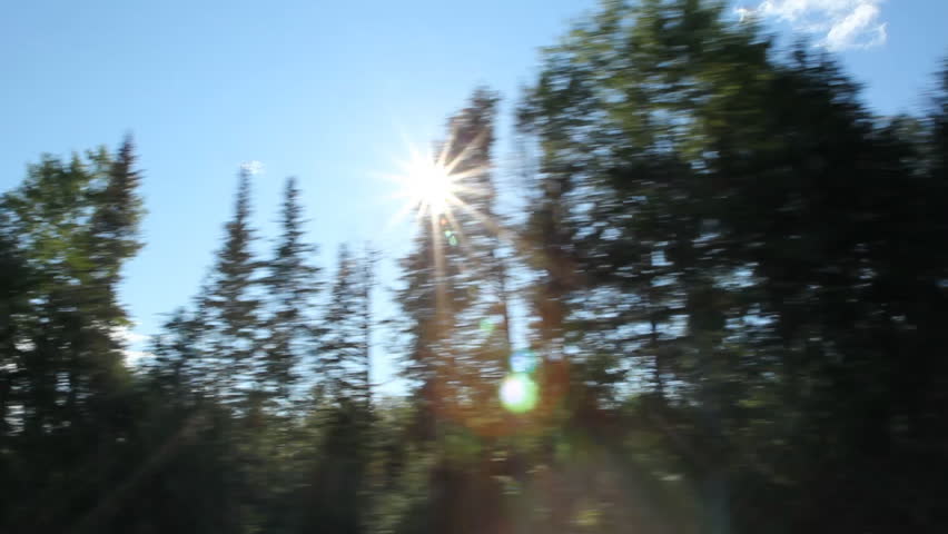 Driving. Sunny trees. Driving on rural highway. Sunshine through coniferous trees. Maine, USA. 