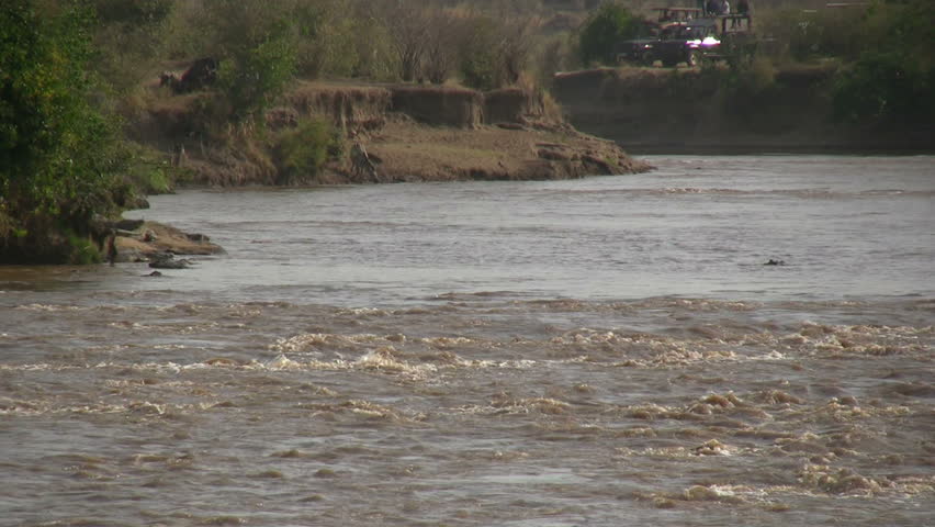wildebeests jumping into the river