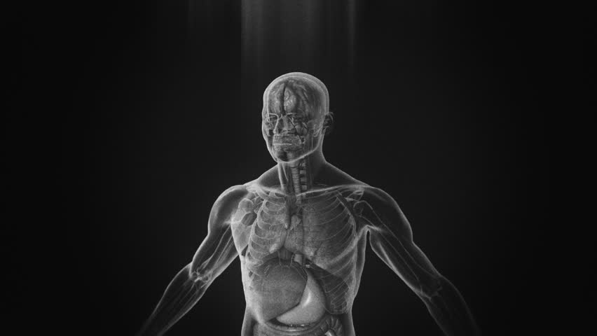 X-Ray of the human body, 3D simulation