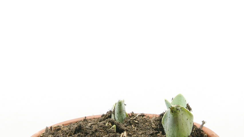 timelapse of growing tulips