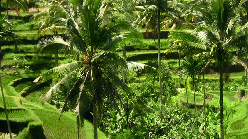 Terrace rice fields. Zoom out from palm trees