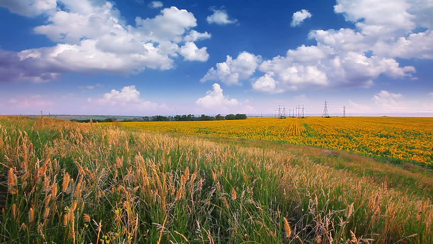 summer landscape - field of sunflowers on a background cloudy sky