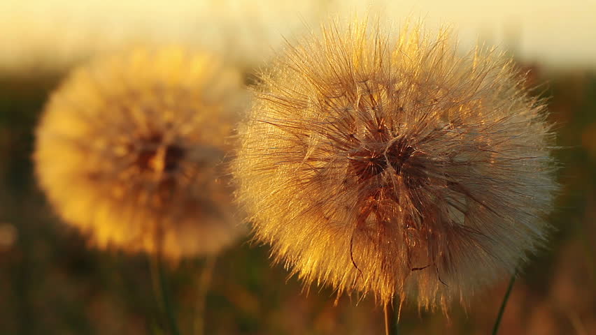 dandelions - macro
