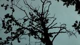 The terrible dead tree in a terrible bog - where is good to mosquitoes