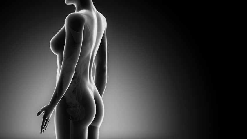 Female BLADDER anatomy in black detail x-ray loop