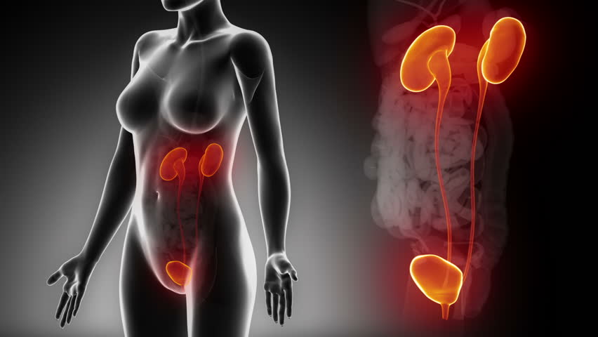 Female URINARY ORGANS anatomy in detail x-ray loop