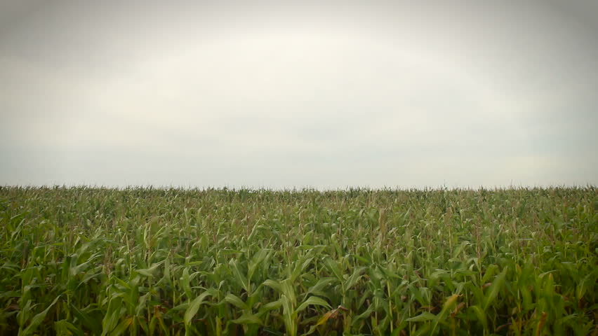 Corn moving in the wind.