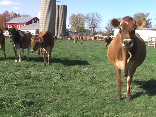Herd of Jersey Cows