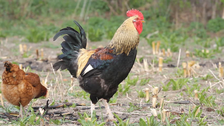 Beautiful Roosters