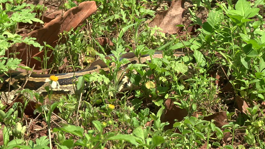 Large Python in Orchard