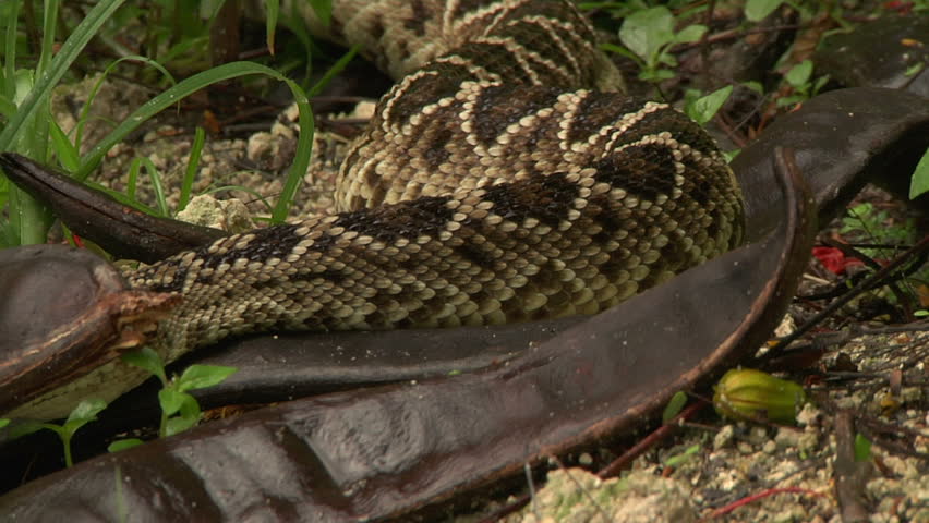 Eastern DB Rattler
