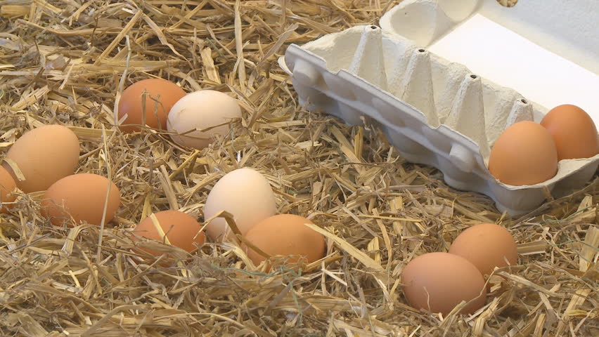 collecting eggs from straw nest to egg box