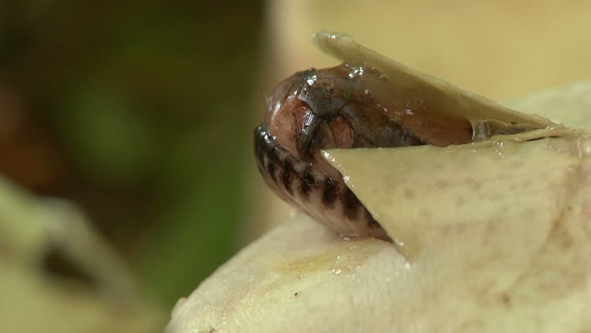 Pythons Hatching
