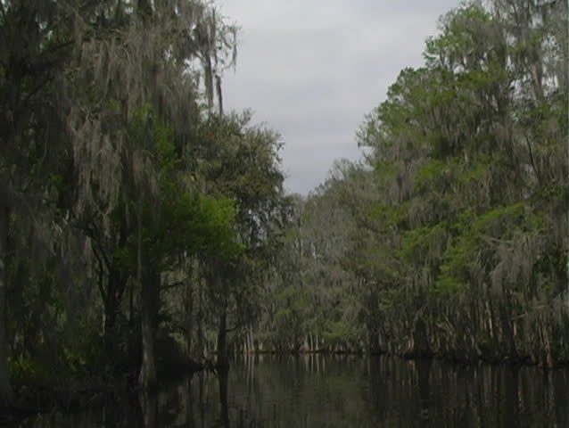A view from an airboat of Shingle Creek, just off the northernmost portion of the Florida everglades.
