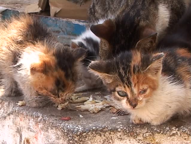 Sick and poor kittenÃ¢â¬â¢s family