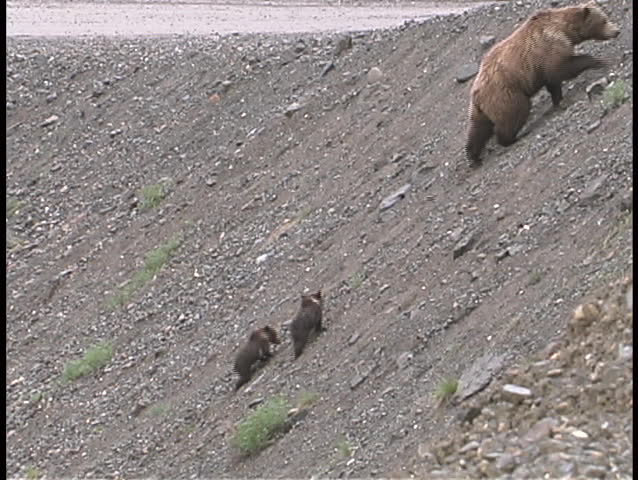 A mother brown bear and cubs walk up a steep embankment and cross the road.