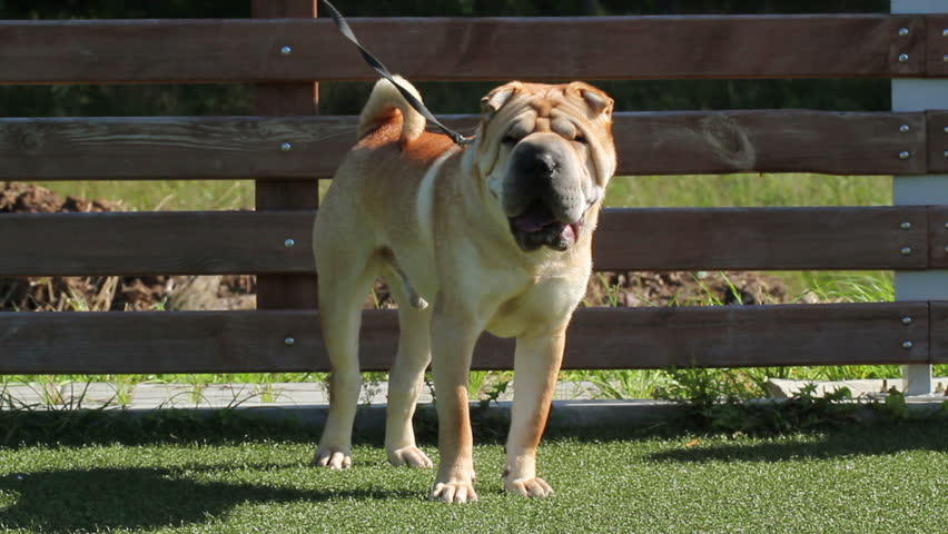 shar pei dog barks on a leash