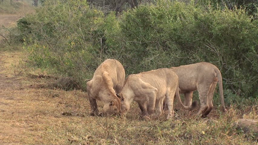 Lions fighting over food