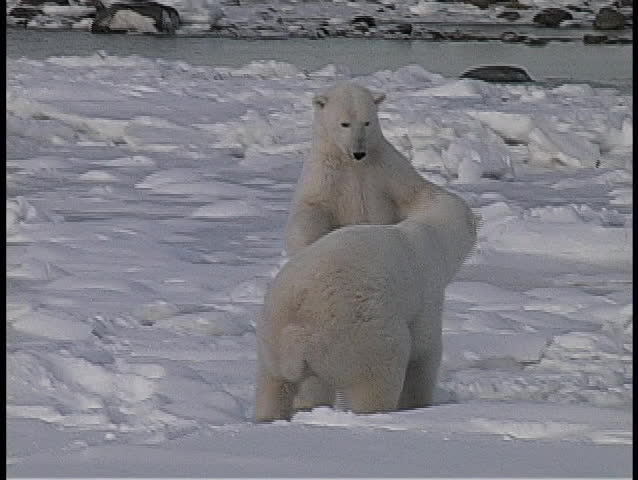 A hand-held shot of two polar bears wresting in the snow in Churchill Alaska.
