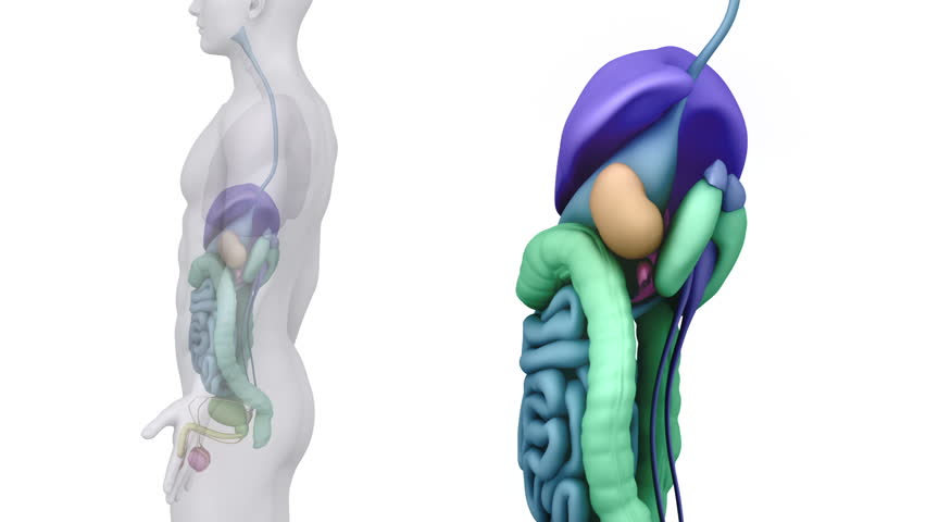 Male scan ABDOMINAL ORGANS anatomy in white loop