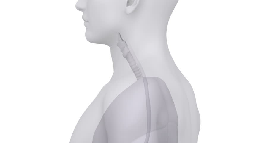 Male scan THYROID anatomy in white loop