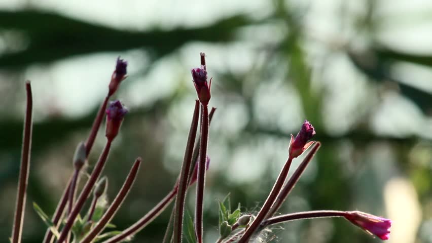 Buds of Pulsatilla ordinary