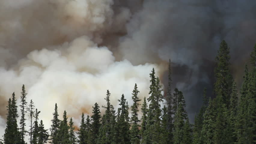 Forest fire in the Rocky Mountains