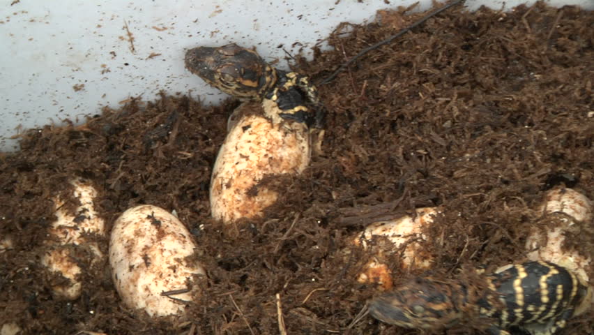 Baby alligators break out of eggs