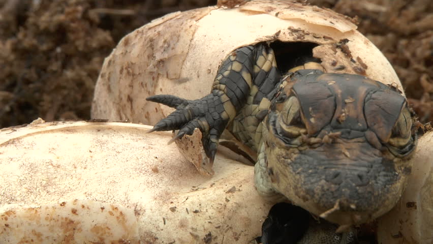 Alligator Eggs Hatch