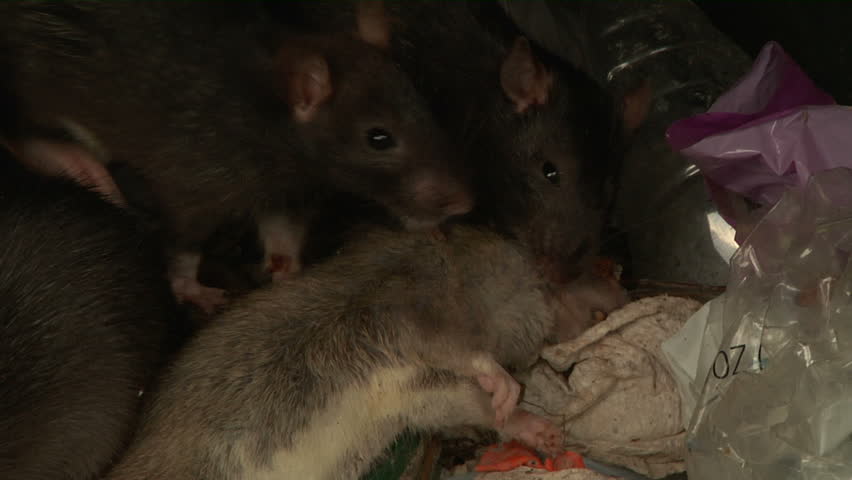 ECU - Rats feeding on dead rat