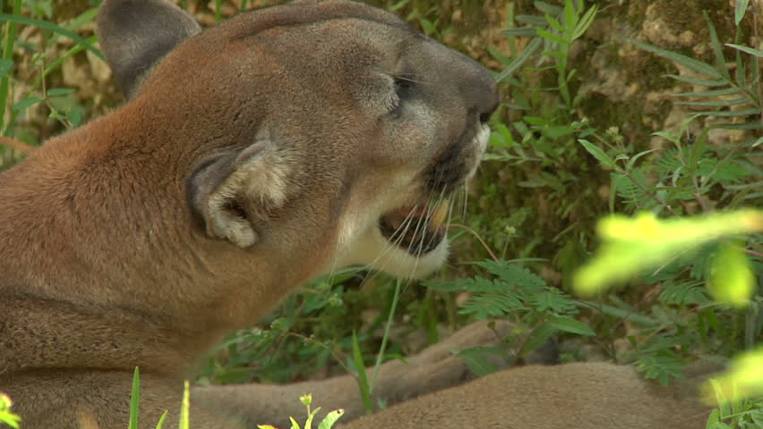 ECU & CU of Florida panther resting by water