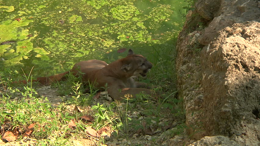 Florida panther gets up from waterside & walks uphill past camera