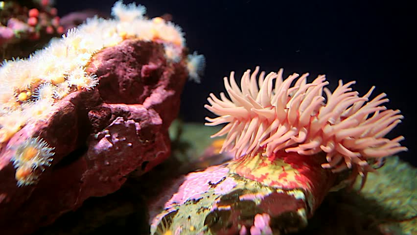 A Beautiful Sea Anemone Gently Swaying in the Current