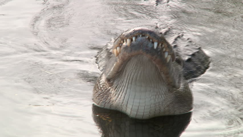 Alligator Mating Call